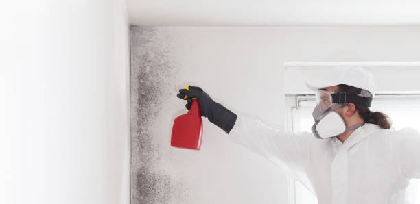 Best Black Mold Removal  in Memphis, MO
