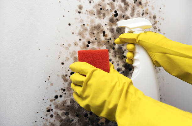 Best Local Mold Removal Service  in Memphis, MO