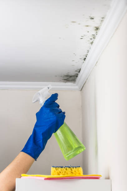 Best Toxic Mold Removal  in Memphis, MO