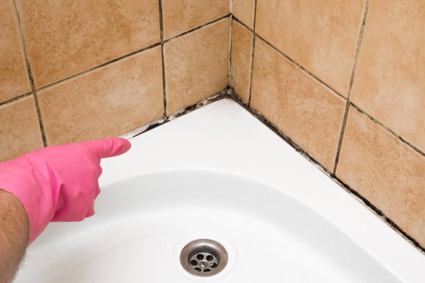 Best Affordable Mold Removal  in Memphis, MO